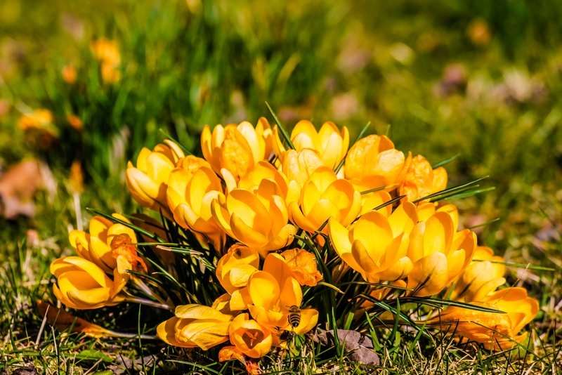 krokus- peter joergensen (2)-800px